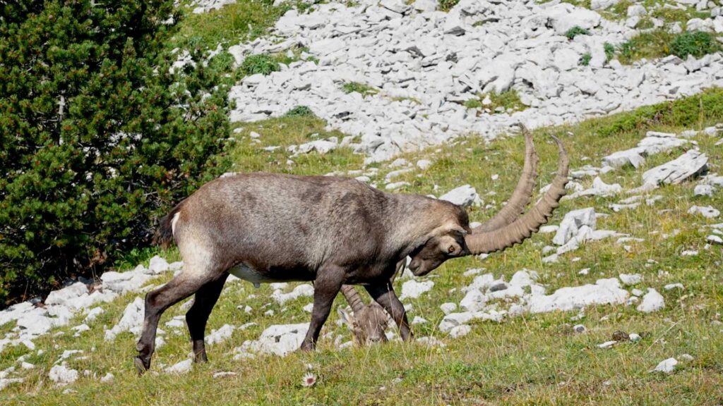 Bouquetins du Mont Aiguille en Vercors