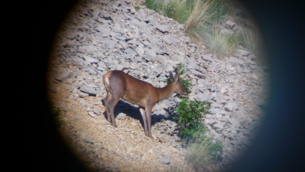 Brame du cerf à Lus la Croix-Haute