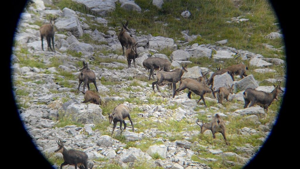 Harde de chamois de Lus la Croix-Haute dans la Drôme