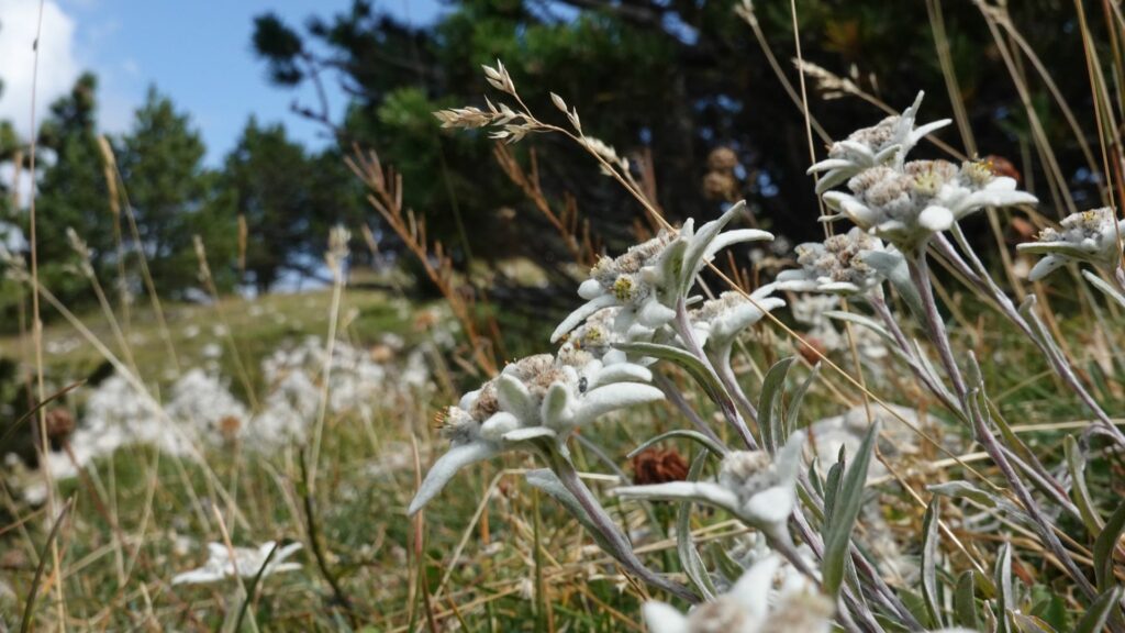Edelweiss des Hauts-Plateaux du Vercors