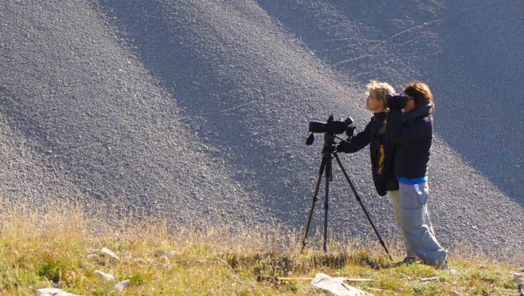 Observation de chamois dans le vallon de Garnesier