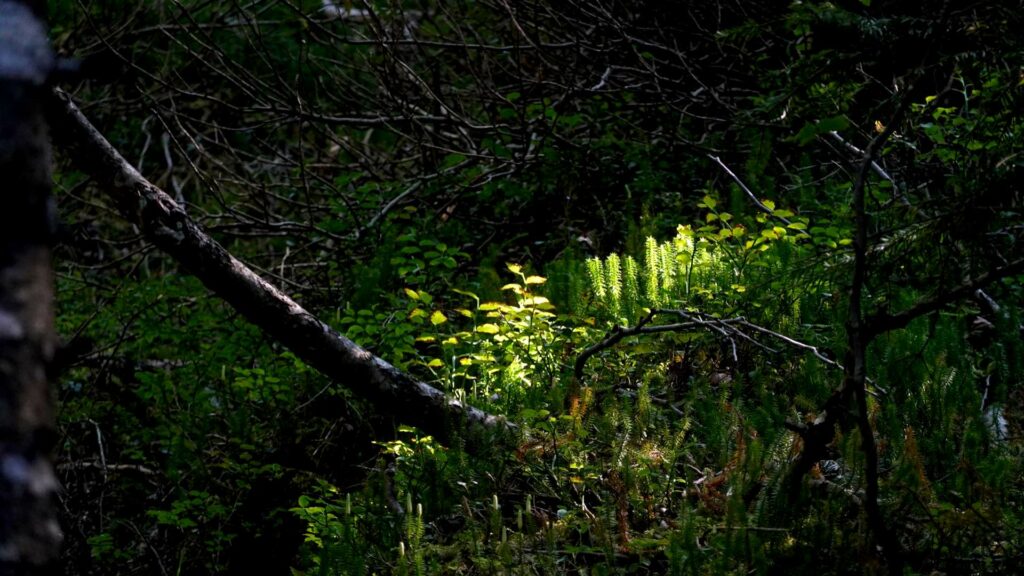 Les plus belles randonnées du vallon classé de La Jarjatte : le permafrost de la Combe Obscure