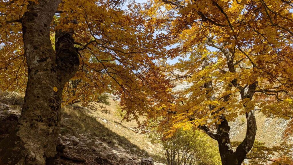 Hêtres remarquables de La Jarjatte en automne