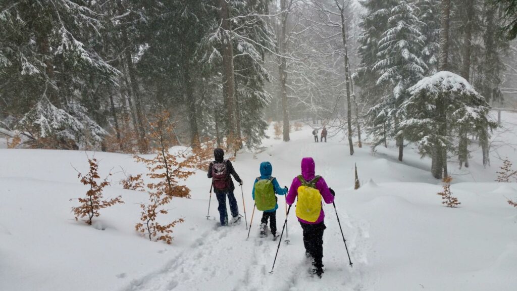 Raquettes dans la forêt de Durbon à Saint-Julien-en-Beauchêne