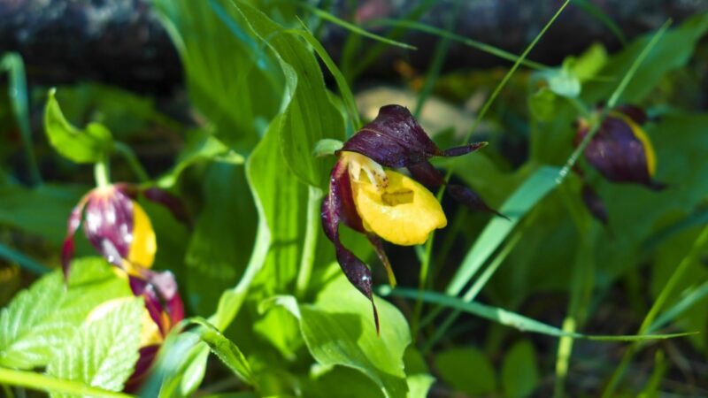 Balades de printemps dans les montagnes de la Drôme