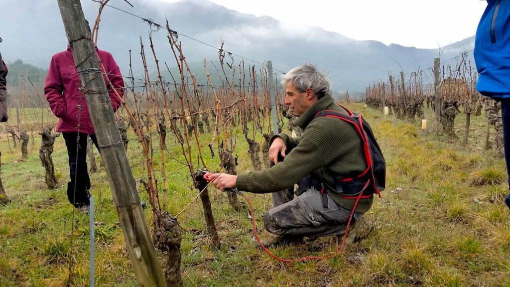 Taille de la Clairette dans le pays de Die