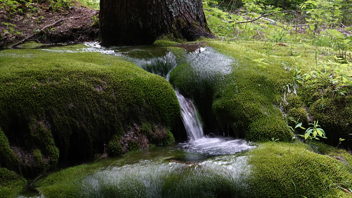 La fontaine de mousse