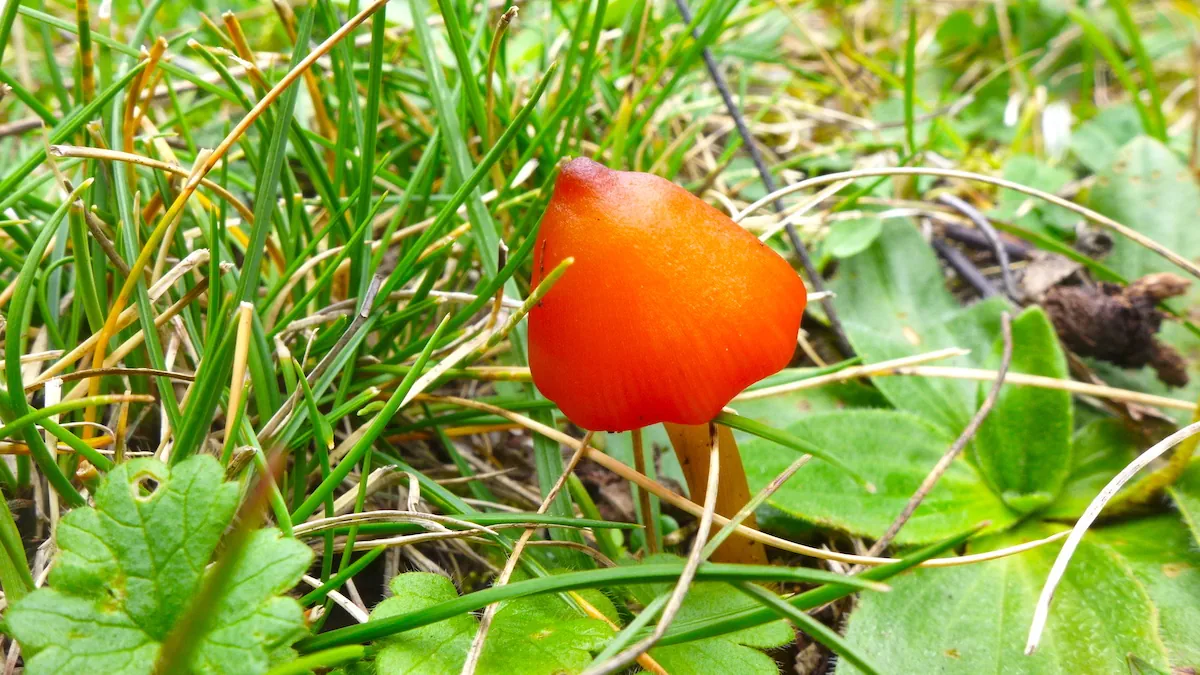L'automne rime avec champignon ! ici, un hygrophore conique, très joli mais toxique...