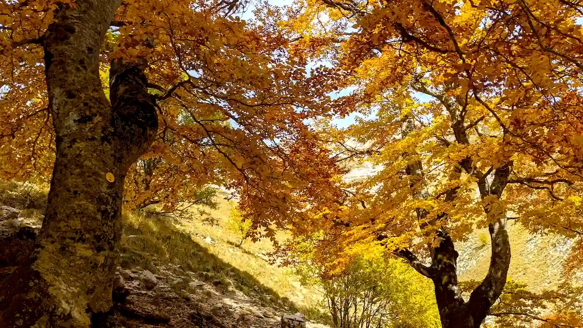 Arbres remarquables du vallon de La Jarjatte dans leurs habits d'automne.