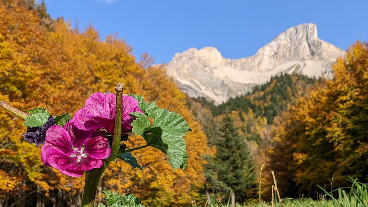 Octobre, une grande mauve s'épanouit sous le Rocher-Rond, point culminant de la Drôme.