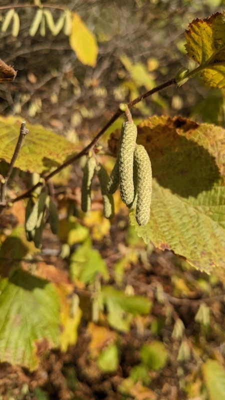 Des fleurs en automne ! le chaton de la fleur mâle du noisetier.