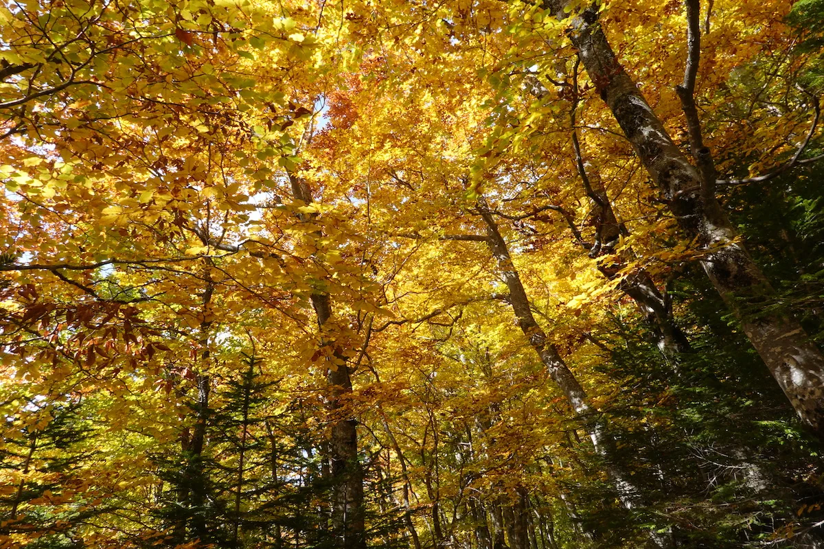 Arbres en automne à Lus la Croix-Haute