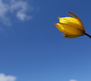 Les plus belles randonnées du vallon classé de La Jarjatte : tulipe du Parc Régional du Vercors